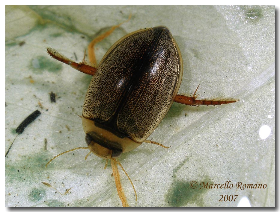 Dytiscidae:  Hydaticus (Guignotites) leander